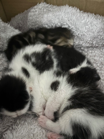 4 x fluffy kittens