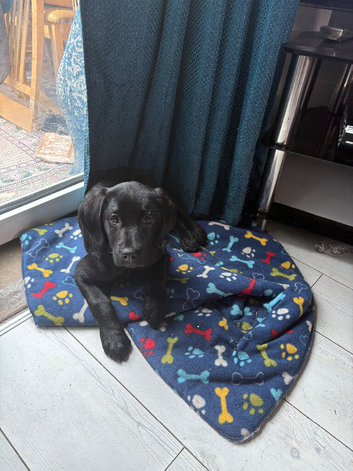 goldador puppies ready for their forever homes