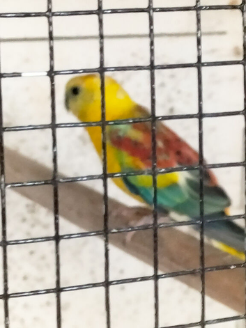 Red rump cock bird