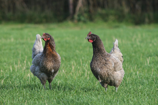 POL Hens available now