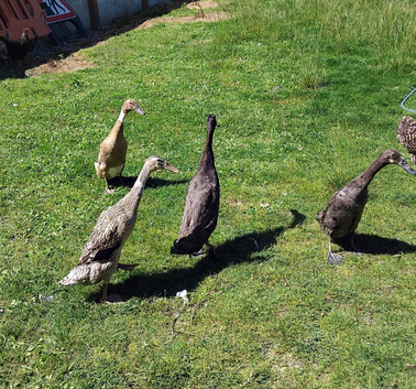 Indian runner ducklings