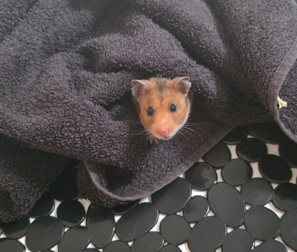 Selling baby syrian hamster