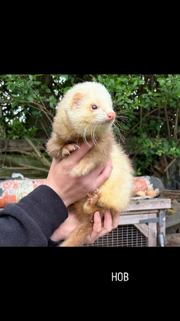 Ferret Kits For Sale