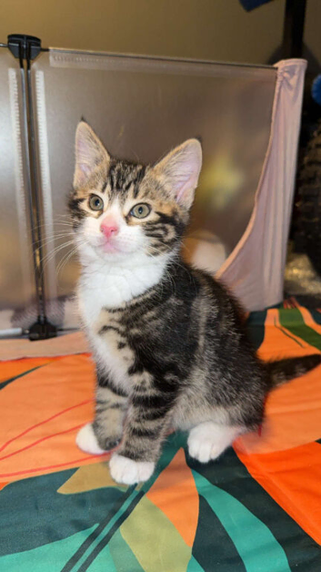 9wk old kittens