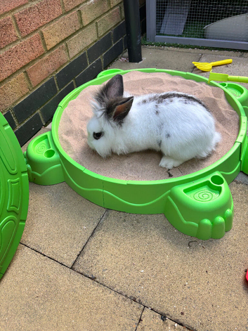 6month old lion head rabbit
