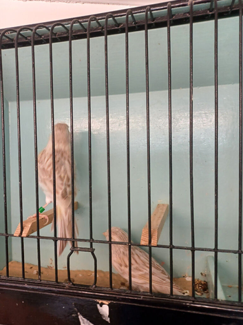 New Colour Canaries Yellow