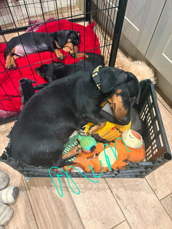 Dachshund