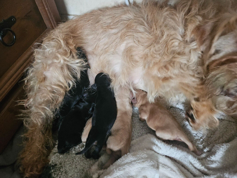 6 mixed puppies for sale