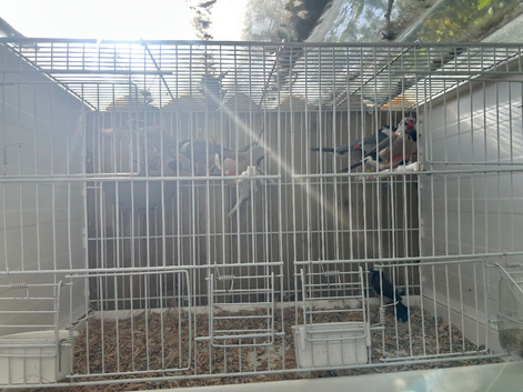 Heck's finch and jarva finch