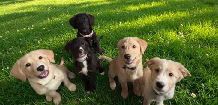 2 puppies available from a litter of 6