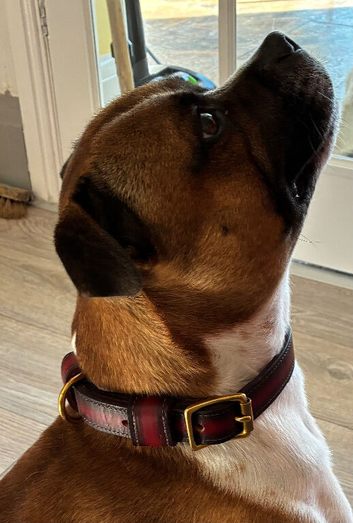 Stud dog proven and kc regestered