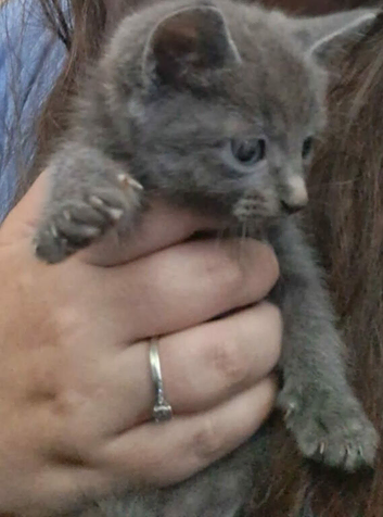 Tow kittens available