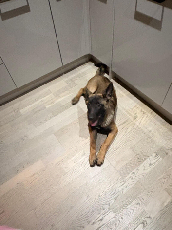 Beautiful 11 month old girl malinois