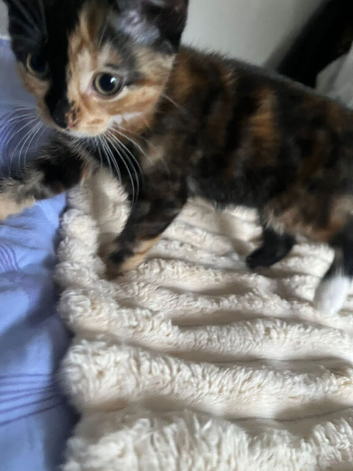 Kitten for a loving home