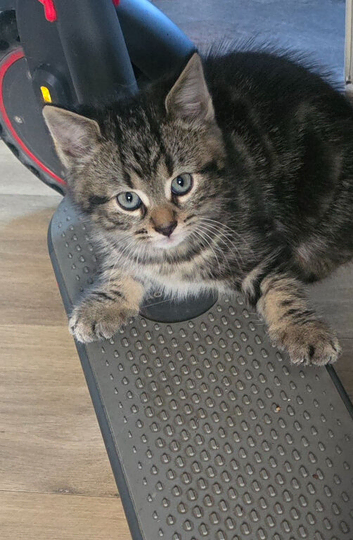 2 kittens (boys and girl)