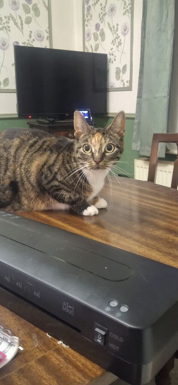 Mixed breed cat