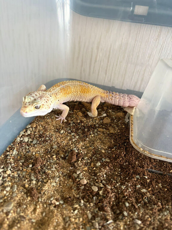 3 leopard geckos