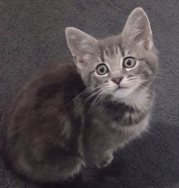 Kitten 4 sale