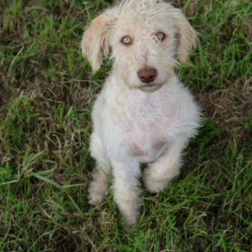 Stunning Litter of Parti F1b Labradoodles – Ready for their forever homes: Health Screened Parents