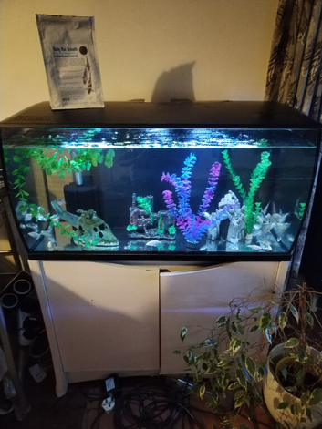 Hybrid koi/shubinkin fry with tanks