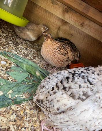 Mixed coturnix quail