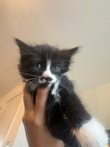 british shorthair mixed with manecoon