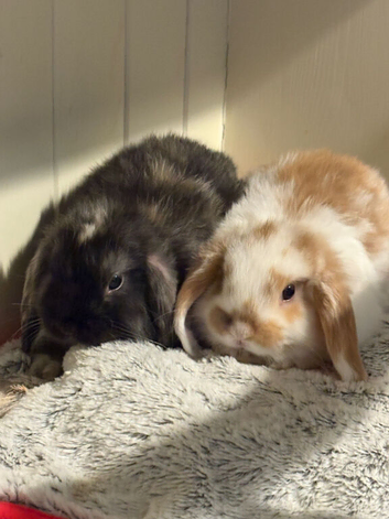 Beautiful mini lops looking for new home