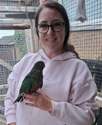 Australia king parrot