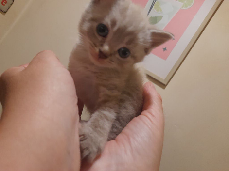 Grey /cream boy kitten