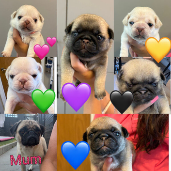 pedigree pug puppies
