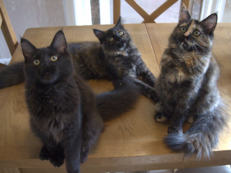 3 Maine coons in Bury