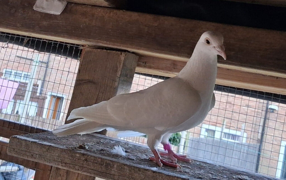 RacerWhite male