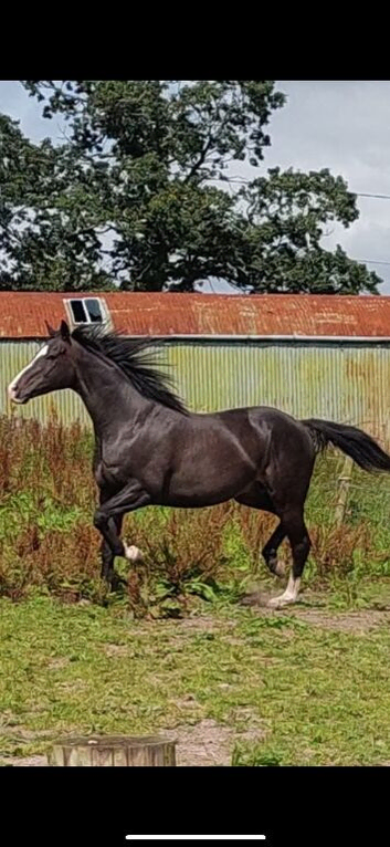 Handsome 16.2 dark bay TB gelding