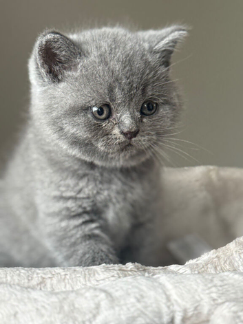 GCCF Pedigree British Shorthair Kittens - stunning blue/grey