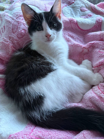 12 weeks kitten