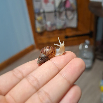 Baby Giant African Land Snails
