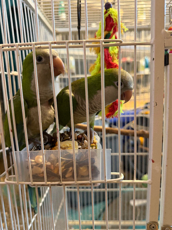 Quaker  breeding pair