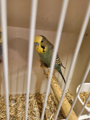 Proven pair budgies