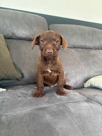 3 Beautiful Patterdale terrier boys