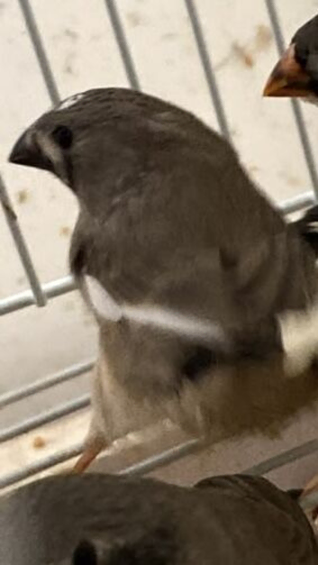 Young zebra finches