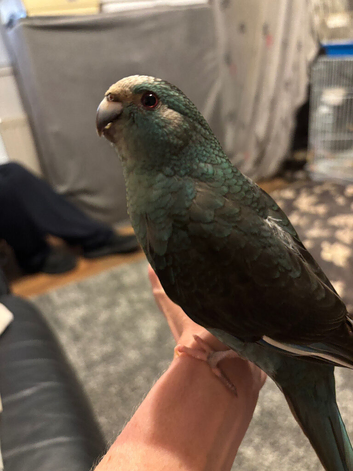 2 Kakariki Female blue pied