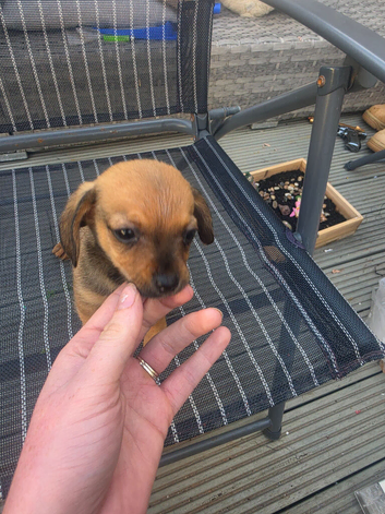 Chiweenie puppies for sale