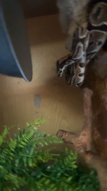 ball python