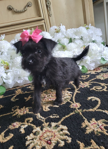 Yorkshire terrier x puppies