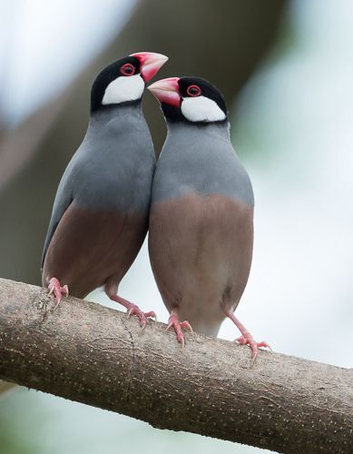 Bonded Pair Of Java