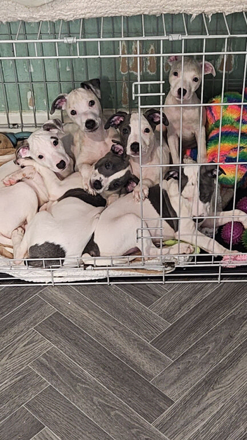 Whippet/blue staffy puppies