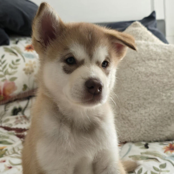 Beautiful Female Alaskan Malamute Puppy