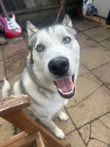 Blue eyed Siberian husky