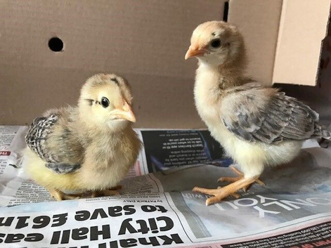 Day old chicks Leicester
