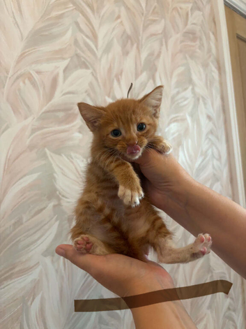 Ginger and white boys and tortie girl